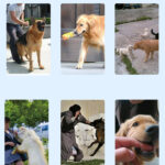 1617673356393.jpg Rechargeable Remote Control Dog Training Device Pet Supplies Rechargeable Bark Stopper