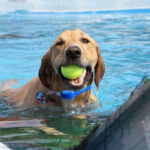1617673356404.jpg Rechargeable Remote Control Dog Training Device Pet Supplies Rechargeable Bark Stopper