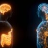 Reducing Visceral Fat Protects the Brain for Decades
